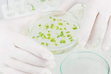 植物光合作用 - 乙醇酸氧化酶活性檢測(cè)試劑盒 植物光合作用 - 乙醇酸氧化酶活性檢測(cè)試劑盒